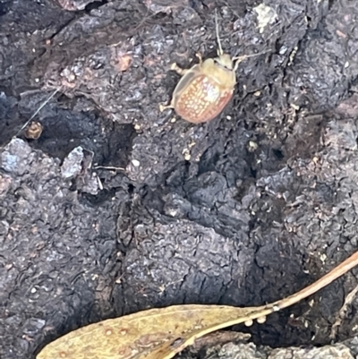 Paropsisterna decolorata (A Eucalyptus leaf beetle) at Casey, ACT - 11 Feb 2023 by Hejor1