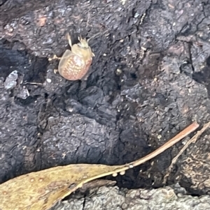 Paropsisterna decolorata at Casey, ACT - 11 Feb 2023 10:50 AM