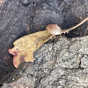 Paropsisterna decolorata at Casey, ACT - 11 Feb 2023 10:50 AM