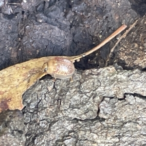 Paropsisterna decolorata at Casey, ACT - 11 Feb 2023 10:50 AM