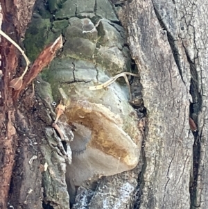 Phellinus sp. (non-resupinate) at Casey, ACT - 11 Feb 2023