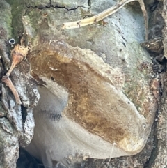 Phellinus sp. (non-resupinate) at Casey, ACT - 11 Feb 2023