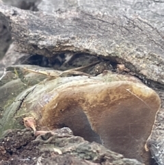 Phellinus sp. (non-resupinate) at Casey, ACT - 11 Feb 2023