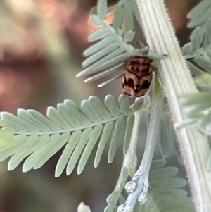 Elaphodes cervinus at Casey, ACT - 11 Feb 2023