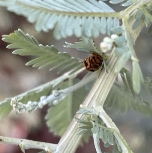 Elaphodes cervinus at Casey, ACT - 11 Feb 2023