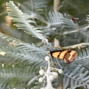 Olbonoma triptycha at Casey, ACT - 11 Feb 2023