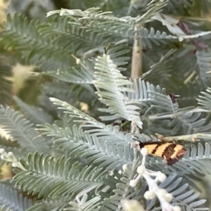 Olbonoma triptycha at Casey, ACT - 11 Feb 2023