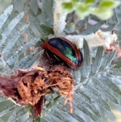 Calomela curtisi (Acacia leaf beetle) at Casey, ACT - 11 Feb 2023 by Hejor1