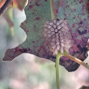 Paropsis atomaria at Casey, ACT - 11 Feb 2023