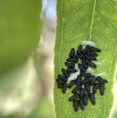 Paropsini sp. (tribe) (Unidentified paropsine leaf beetle) at Casey, ACT - 11 Feb 2023 by Hejor1