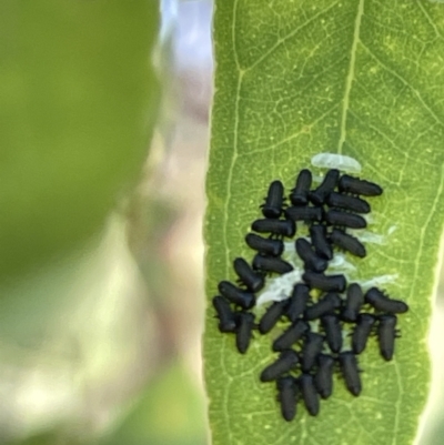 Paropsini sp. (tribe) (Unidentified paropsine leaf beetle) at Casey, ACT - 11 Feb 2023 by Hejor1