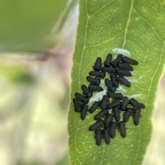 Paropsini sp. (tribe) at Casey, ACT - 11 Feb 2023 11:46 AM