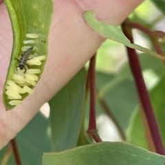 Paropsisterna cloelia (Eucalyptus variegated beetle) at Casey, ACT - 11 Feb 2023 by Hejor1