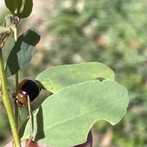 Paropsisterna agricola at Casey, ACT - 11 Feb 2023 11:49 AM