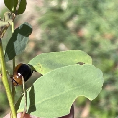 Paropsisterna agricola (Eucalyptus leaf beetle) at Casey, ACT - 11 Feb 2023 by Hejor1