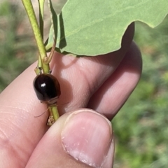 Paropsisterna agricola at Casey, ACT - 11 Feb 2023