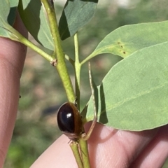 Paropsisterna agricola at Casey, ACT - 11 Feb 2023 11:49 AM