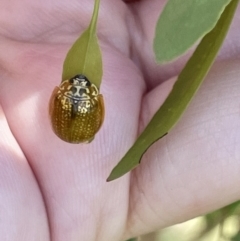 Paropsisterna cloelia at Casey, ACT - 11 Feb 2023