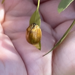 Paropsisterna cloelia at Casey, ACT - 11 Feb 2023