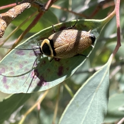 Ellipsidion australe (Austral Ellipsidion cockroach) at Casey, ACT - 11 Feb 2023 by Hejor1