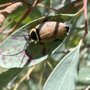 Ellipsidion australe at Casey, ACT - 11 Feb 2023