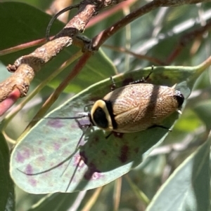 Ellipsidion australe at Casey, ACT - 11 Feb 2023