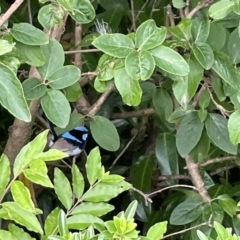 Malurus cyaneus (Superb Fairywren) at Canberra, ACT - 8 Feb 2023 by Hejor1