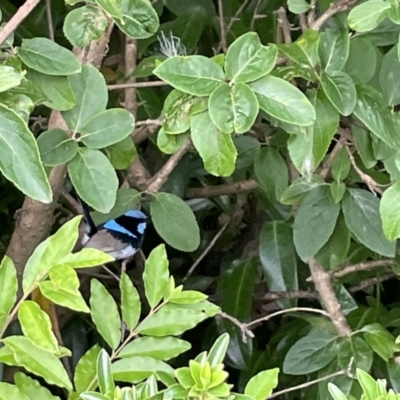 Malurus cyaneus (Superb Fairywren) at City Renewal Authority Area - 8 Feb 2023 by Hejor1