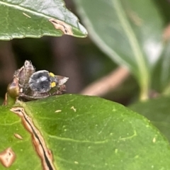 Apolinus lividigaster (Yellow Shouldered Ladybird) at City Renewal Authority Area - 8 Feb 2023 by Hejor1