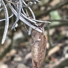 Elhamma australasiae at Canberra, ACT - 8 Feb 2023 05:05 PM