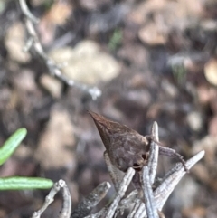 Elhamma australasiae at Canberra, ACT - 8 Feb 2023 05:05 PM