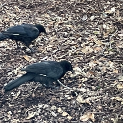 Corcorax melanorhamphos (White-winged Chough) at Canberra, ACT - 8 Feb 2023 by Hejor1