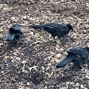 Corcorax melanorhamphos at Canberra, ACT - 8 Feb 2023