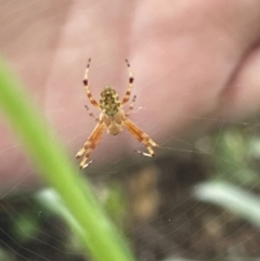 Salsa fuliginata (Sooty Orb-weaver) at Canberra, ACT - 8 Feb 2023 by Hejor1