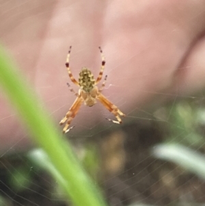 Salsa fuliginata at Canberra, ACT - 8 Feb 2023 04:55 PM