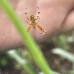 Salsa fuliginata at Canberra, ACT - 8 Feb 2023 04:55 PM