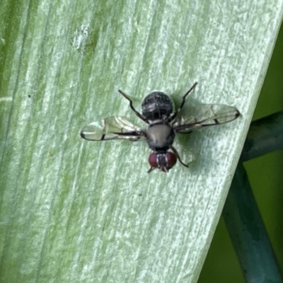 Pogonortalis doclea (Boatman fly) at City Renewal Authority Area - 8 Feb 2023 by Hejor1