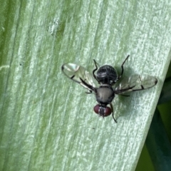 Pogonortalis doclea at Canberra, ACT - 8 Feb 2023