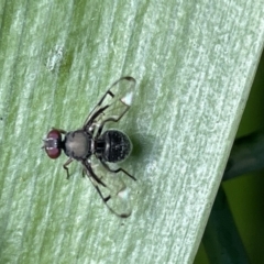 Pogonortalis doclea at Canberra, ACT - 8 Feb 2023