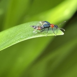 Paederus sp. (genus) at Canberra, ACT - 8 Feb 2023