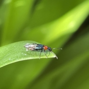 Paederus sp. (genus) at Canberra, ACT - 8 Feb 2023