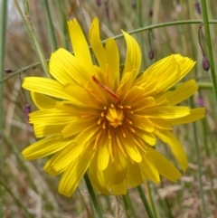 Microseris lanceolata (Yam Daisy) at Undefined Area - 4 Feb 2023 by RobG1