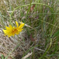 Microseris lanceolata at Undefined Area - suppressed