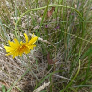 Microseris lanceolata at Undefined Area - suppressed