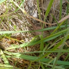 Microseris lanceolata at Undefined Area - 4 Feb 2023