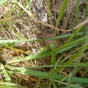 Microseris lanceolata at Undefined Area - suppressed