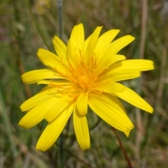 Microseris lanceolata at Undefined Area - suppressed