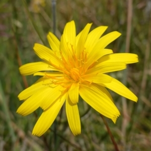 Microseris lanceolata at Undefined Area - suppressed