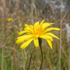 Microseris lanceolata at Undefined Area - 4 Feb 2023