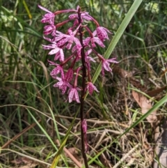 Dipodium punctatum (Blotched Hyacinth Orchid) at Tuross Head, NSW - 11 Feb 2023 by HelenCross